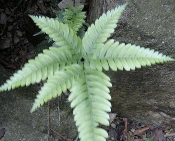 小溪边生长有什么植物,最常见的凤尾蕨