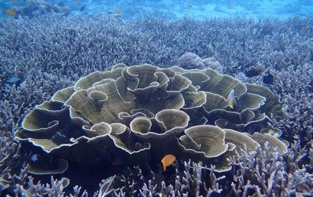 泰国即将要开放的岛,泰国封岛最新消息