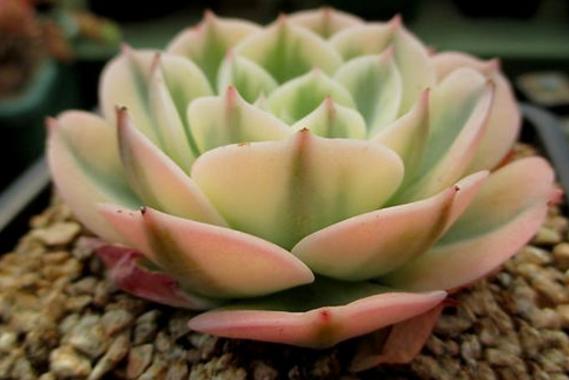 怎么能让多肉出锦,怎么让多肉出锦