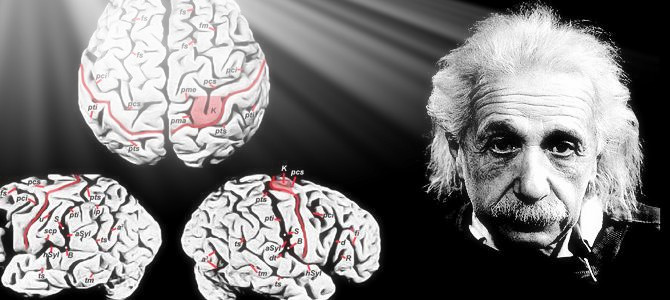 天才的大脑到底有多可怕,天才的大脑和普通人有什么区别