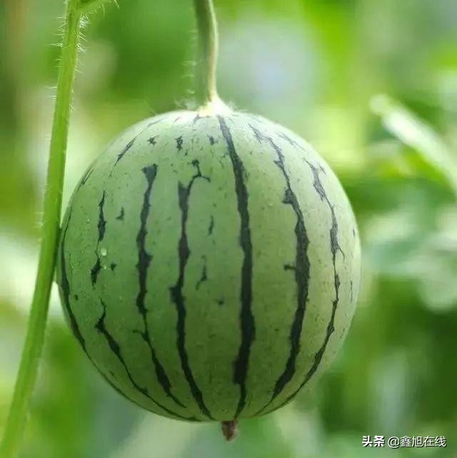 孟津五一有什么可以采摘的果蔬,洛阳孟津五一采摘园推荐