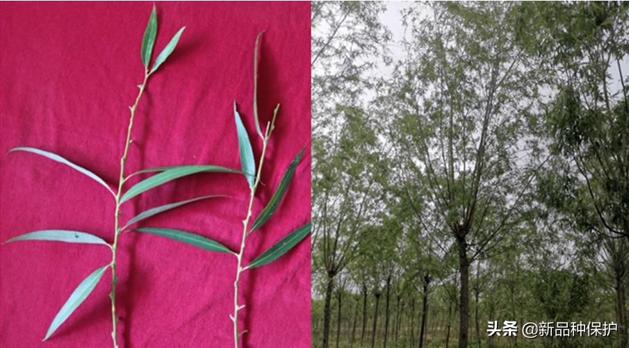 优良品种有哪些,最好的品种是哪一种