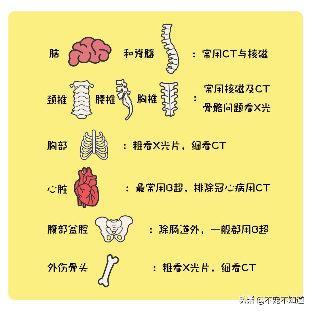 宠物b超和x光的区别,宠物检查b超费用