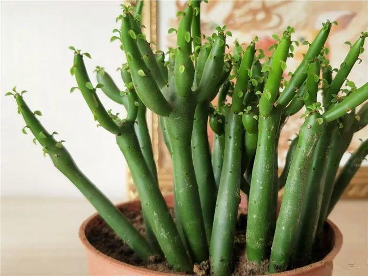 100种常见多肉的养法图片大全,60种好度夏的多肉植物