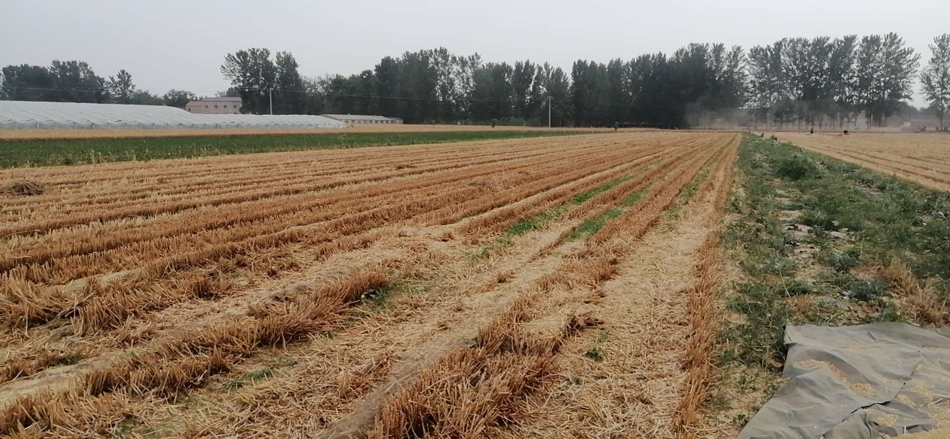 一个河南人眼中的河南,陕西最有前景的农业