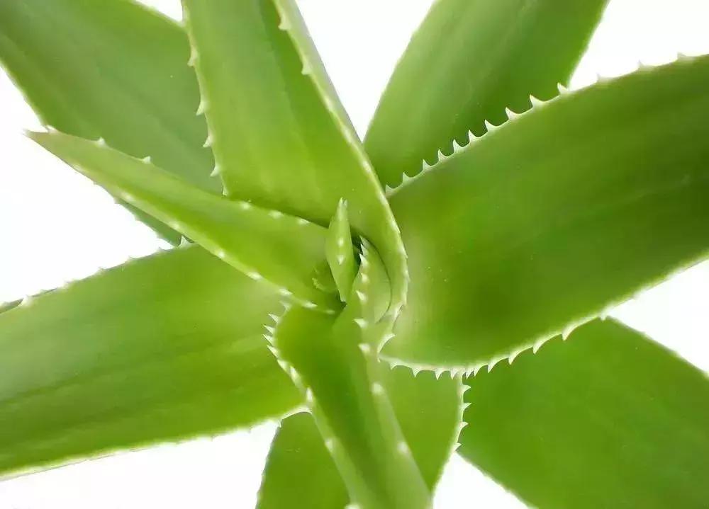 枯死发财树起死回生小妙招,冬天吊兰绿萝发财树怎么养