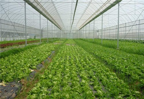 在农村种植或养殖什么比较赚钱,农村闲置土地种植什么赚钱