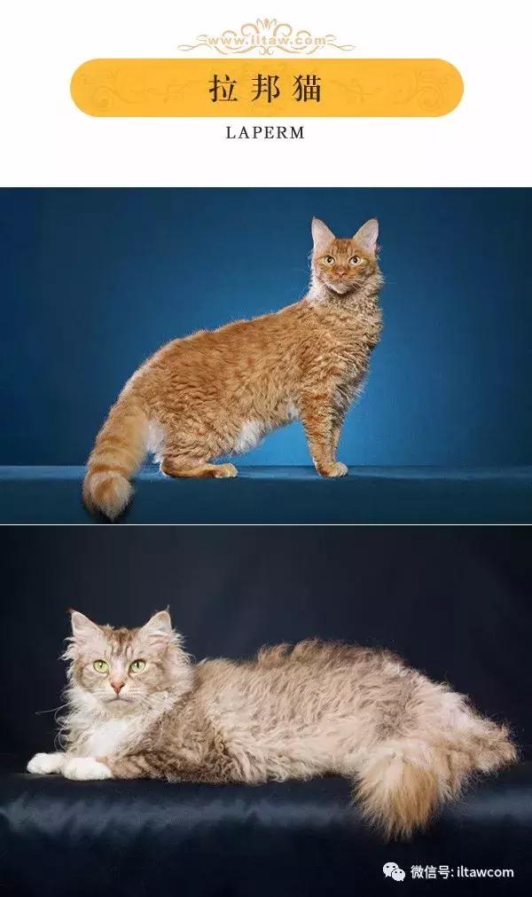 搜猫咪各种图片,世界猫咪图录