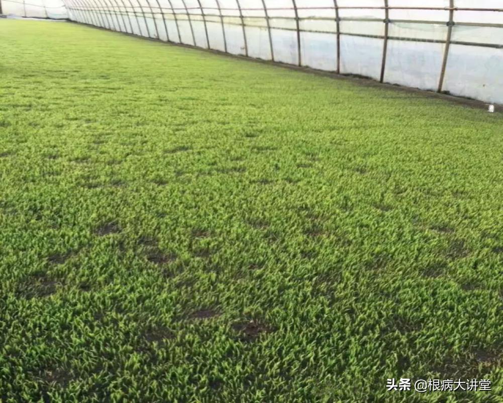 诺基尔:立枯病综合防治技术及治疗药剂大全,选对药很关键?