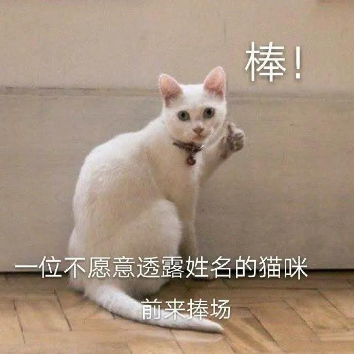 猫咪吃了蟑螂该给它吃什么药,猫咪每天给主人家门口送礼物