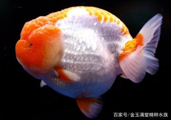 「小毳谈」一种进化失败却成为王的观赏鱼