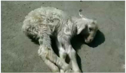 支招！挽救母羊缺奶的羔羊不会再死亡！