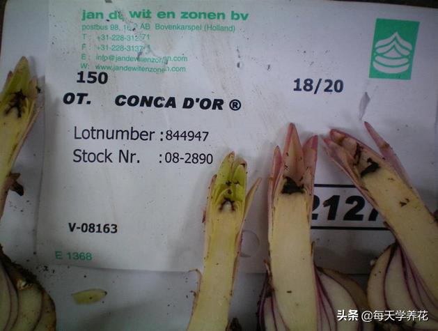 百合虫害的防治方法,百合病虫防治和管理