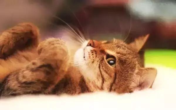 猫泛白血球减少症(猫瘟)的传染途径、症状及防治的方法