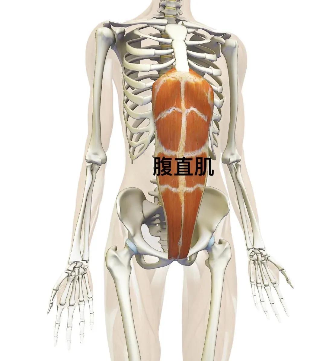 瑜伽解剖系列之腹直肌,产后修复、腰部赘肉、痛经相关肌肉