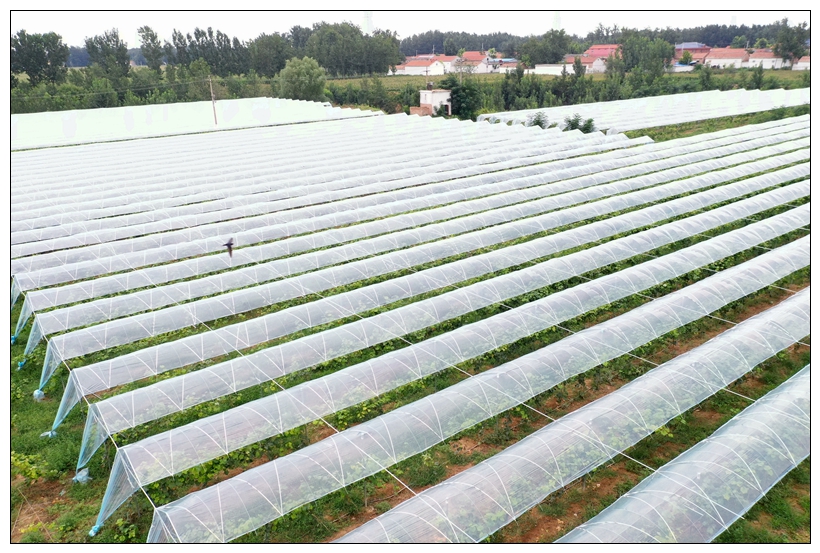 小葡萄成就致富梦