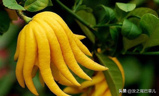 结紫色小果子的植物有哪些,什么植物可以结出好吃的果子