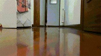 猫咪为什么滑步,猫咪走路后腿打滑什么原因