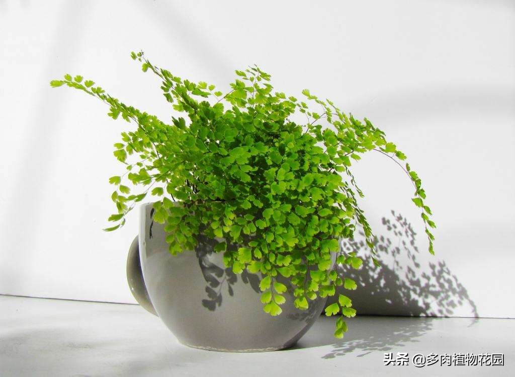 铁线蕨怎么养得翠绿,铁线蕨不翠绿