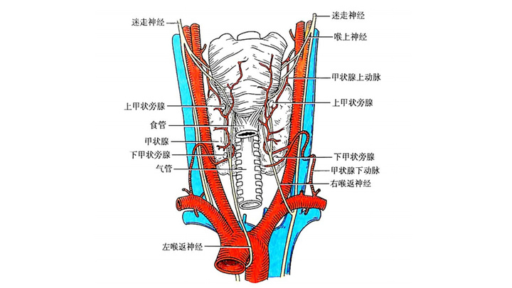 甲状腺结节术后声音嘶哑多久恢复,甲状腺肿瘤术后声音嘶哑会恢复吗