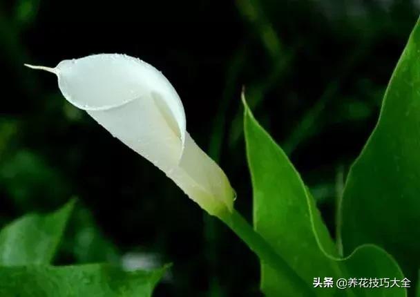 马蹄莲叶子发黄问题如何解决,马蹄莲叶子发黄解决办法水培