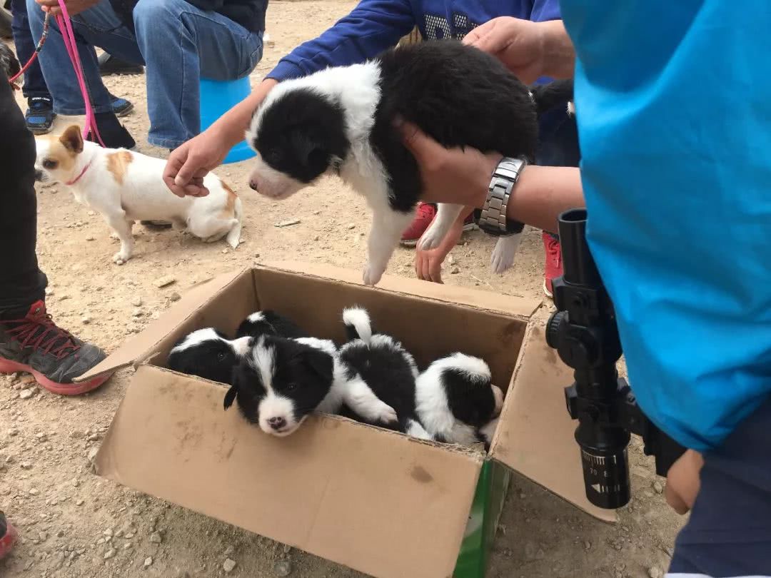 边境牧羊犬出售800元是真的吗知乎,边境牧羊犬会开始出售吗