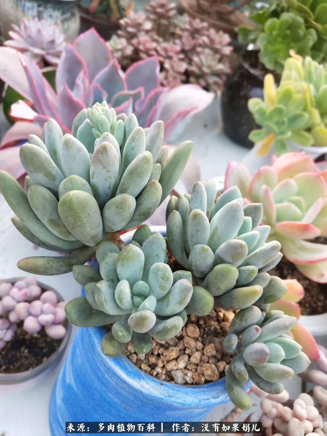 明人不说暗话，我为多肉而来！