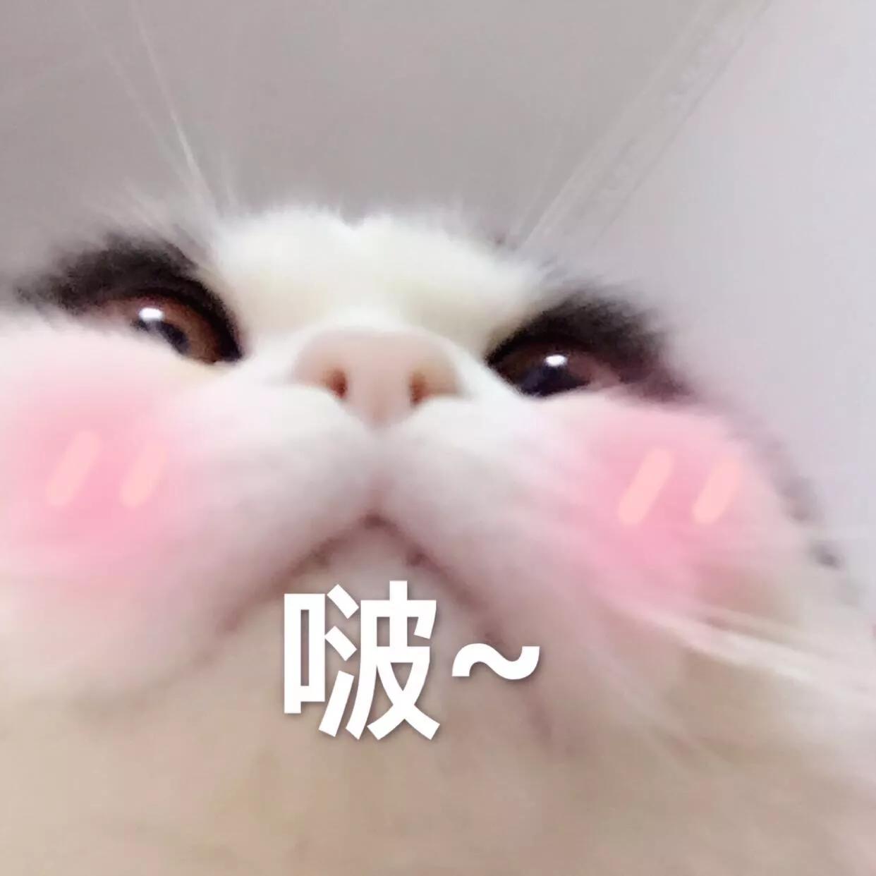 胖猫咪绝育后,猫咪做完绝育手术多久可以吃虾