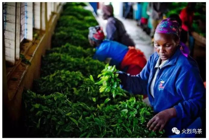 肯尼亚红茶全是粉末吗,肯尼亚红茶有哪些