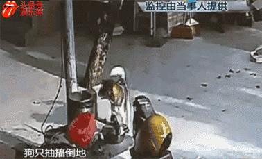 偷狗事件警方是如何提醒的,如何防范偷狗警方