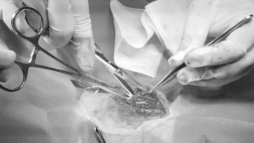 如果狗身上有虱子应该怎么办,如果狗狗身上有虫子怎么办