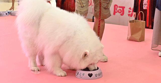 保利MALL 阿派领养日！有只萌宠在call你…