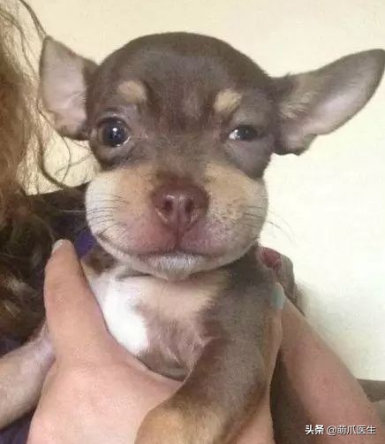 猫被蜜蜂蜇了涂什么好,猫咪被蜜蜂蜇了怎么办