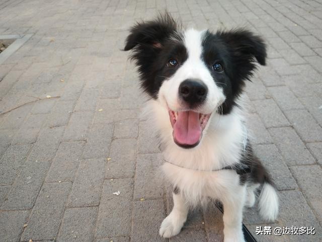 给狗狗喂食变得特别凶,给狗狗喂食为什么不会咬手