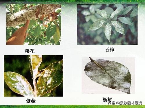 园林植物病虫害冬季防治,常见的园林植物虫害图片