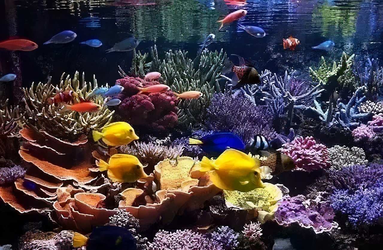 最强大脑王昱珩现在怎么样了,最强大脑王昱珩为什么那么有性格