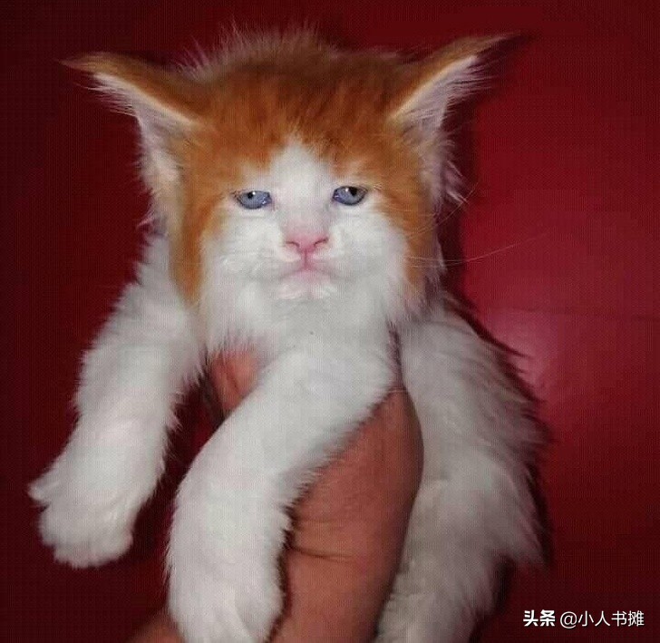 17张能让你发笑的动物照片,拒绝摆拍2019年最搞笑的动物照片