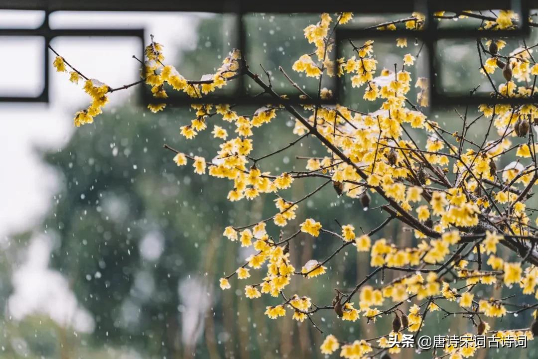 初冬下雪诗意,诗意雪天