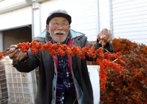 沙棘种植可行性研究报告,沙棘调研
