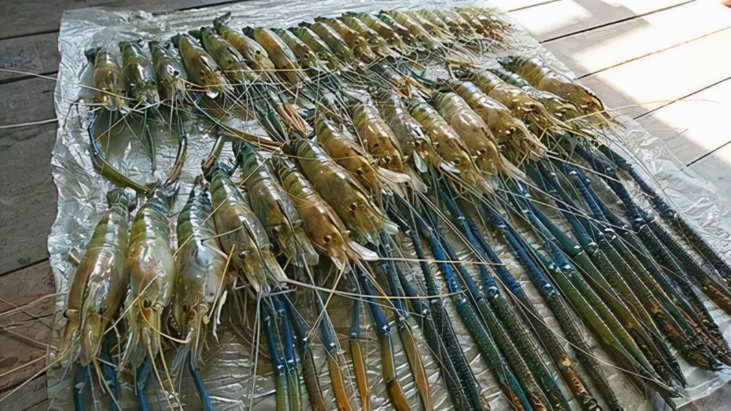 中国拒收印度虾,中国进口印度大虾