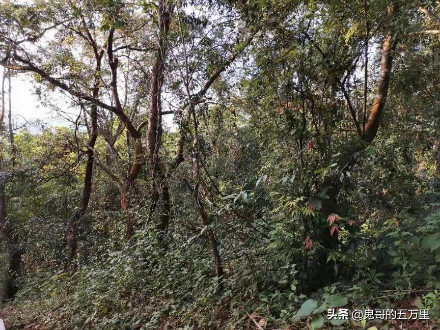 鬼哥的五万里D108骑记：给回族商人点赞（曼腊乡-整董镇）