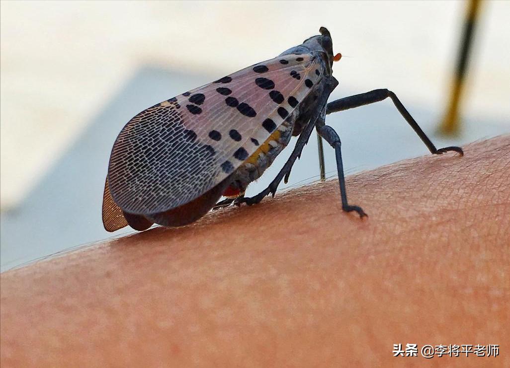 海关如何知道你带了活物入境？细数中国入侵生物中的英雄和耻辱们