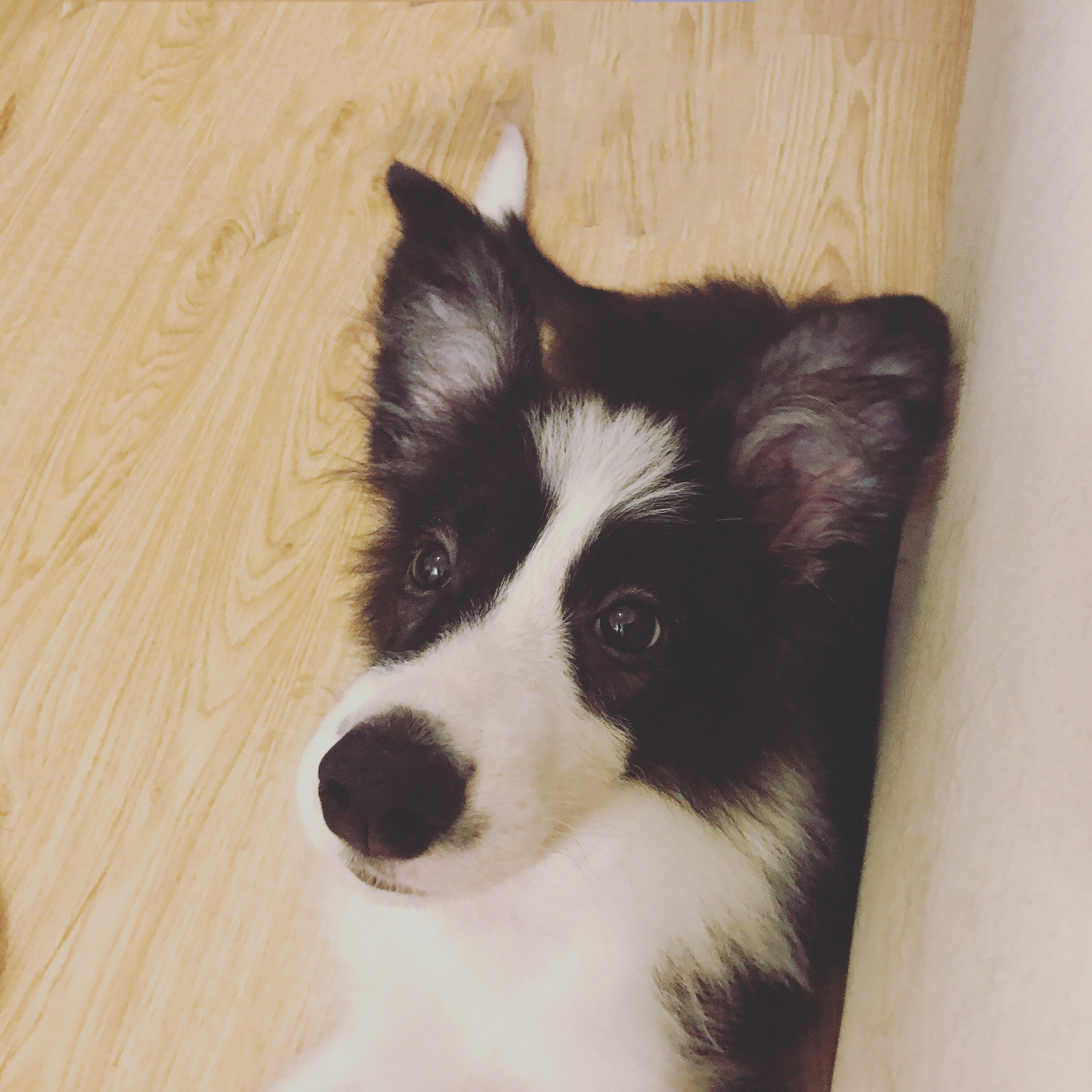 我的狗生病了但是还很活泼,一只狗得了犬瘟最后痊愈了