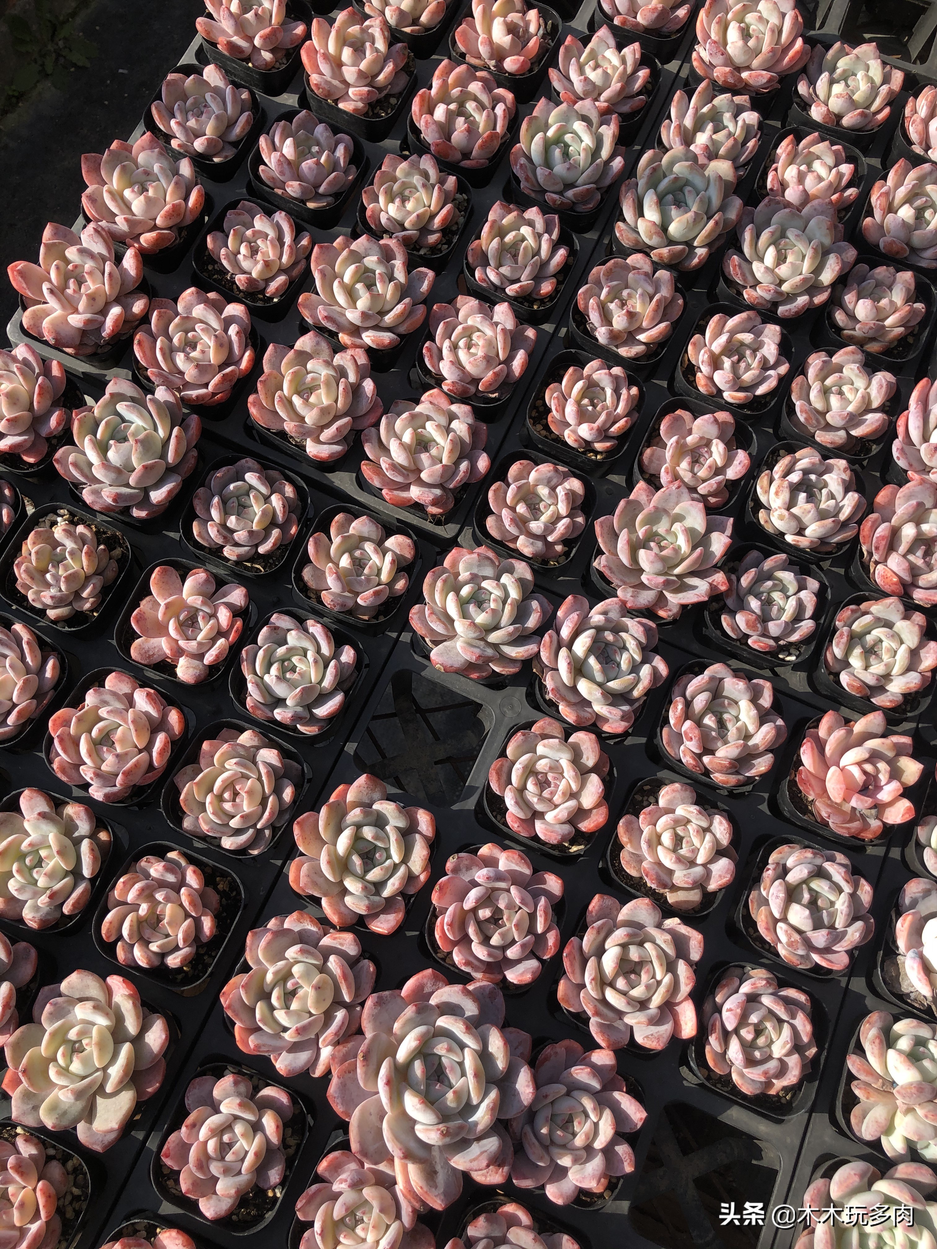 多肉植物如何插枝繁育易活,繁殖能力强又好养的多肉植物