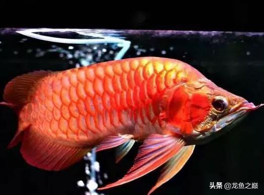 龙鱼单侧掉眼解决方法,龙鱼掉眼怎么治