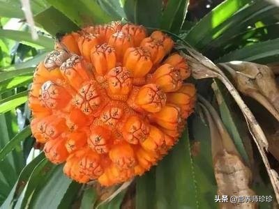 带锯齿果实像菠萝,这种长得像菠萝的果子叫做野菠萝