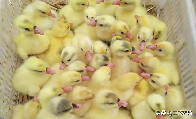 鹅拉白屎喂什么药好,鹅拉白粘稠粪是什么病