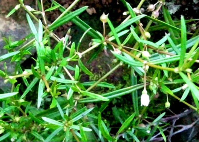 结节息肉的最佳治疗方法,中医对结节和息肉怎么治