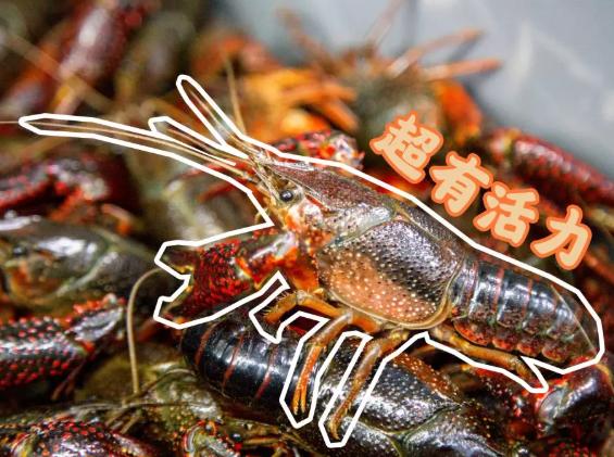 十堰哪家虾店好吃,十堰好吃的虾店