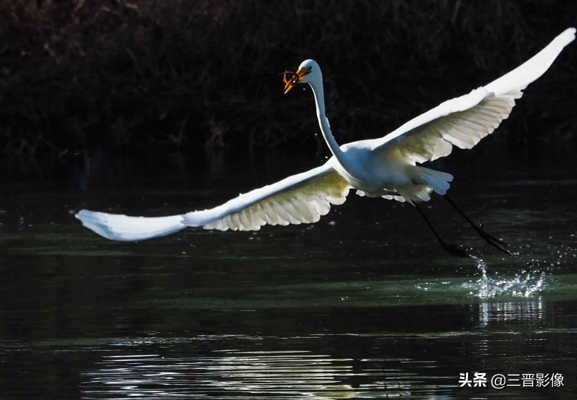 拍鸟设备,10万元拍鸟用什么设备好
